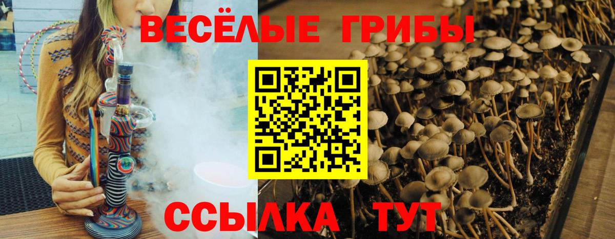 Галлюциногенные грибы GOLDEN TEACHER  Вход с VPN  Псилоцибиновые грибы ЛСД  Торжок 